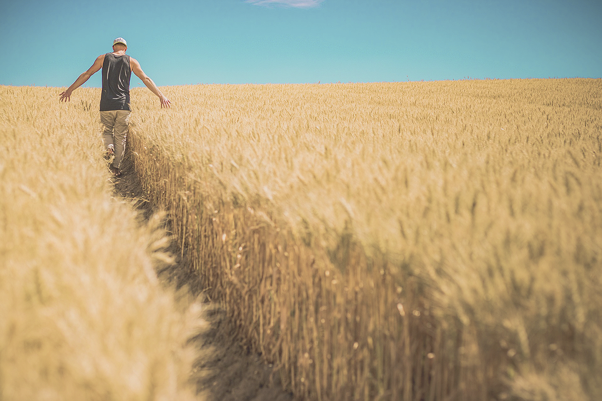 Ein bildfüllendes Weizenfeld im Vordergrund. Ein Weg führt durch das Feld, wo eine weißte Person die Halme niedergetreten hat. Die Person geht im Hintergrund des Bildes gen Horizont, beide Arme seitlich ausgestreckt, beide Handflächen auf den Weizenhalmen.