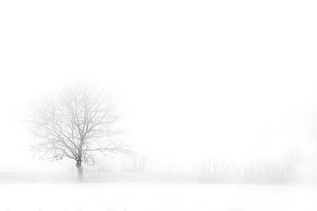 Schneebedeckte Winterlandschaft mit einem einsamen Baum umgeben von Nebel.